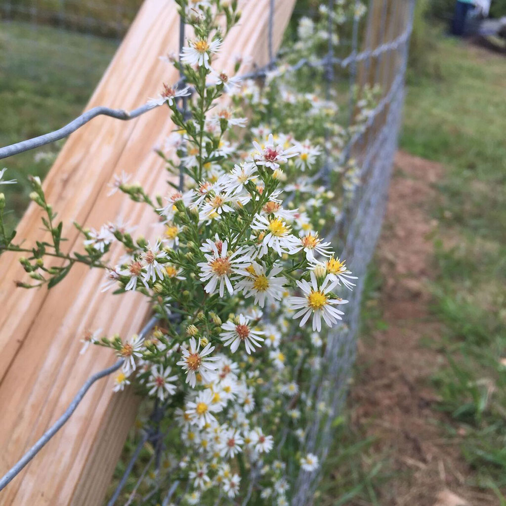 Flowers growing on a wire fence