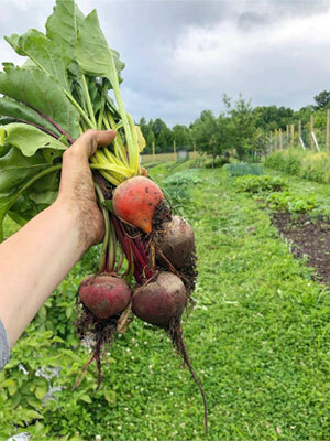 PTSEM Farminary Radishes